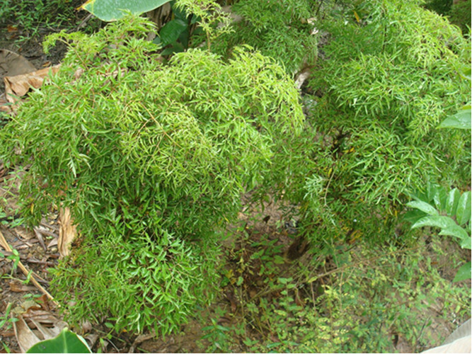 Đinh lăng- cây thuốc quý
